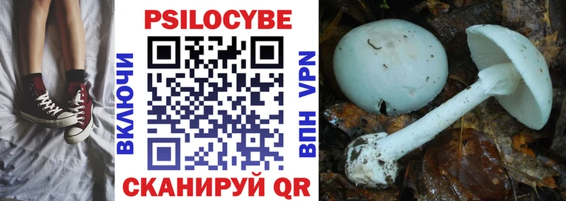 цены   Морозовск  Псилоцибиновые грибы Psilocybine cubensis 